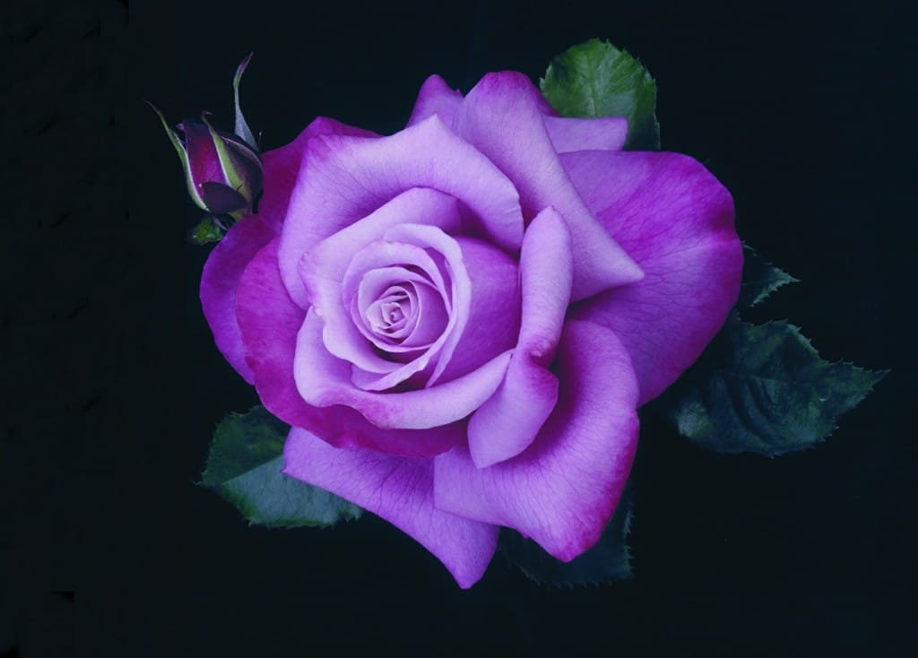 Ch%C3%A1-de-Rosa-Roxa.jpg