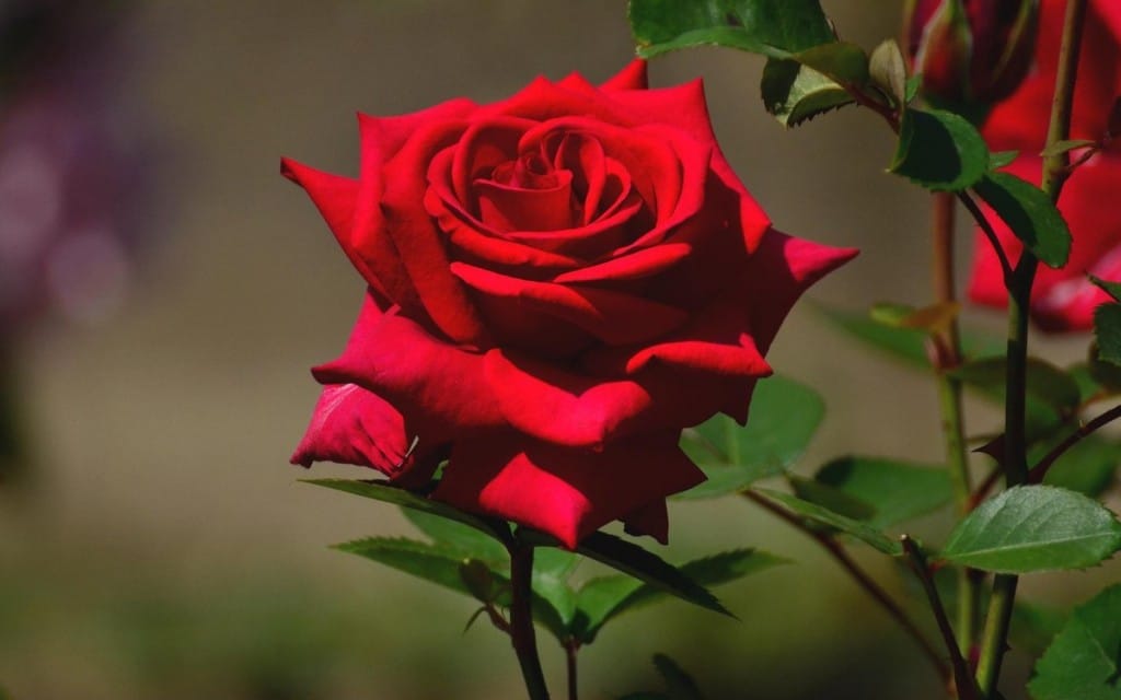 Resultado de imagem para foto de rosa vermelha